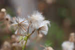 American burnweed